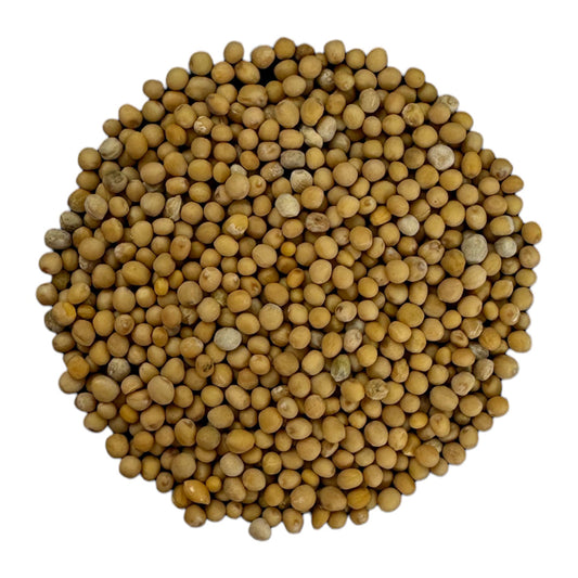 Senfsaat, gelb